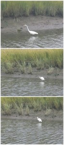 3 pictures of egrets